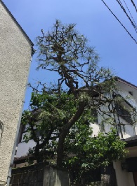 渋谷で植木（クロマツ）を剪定した後の様子"/